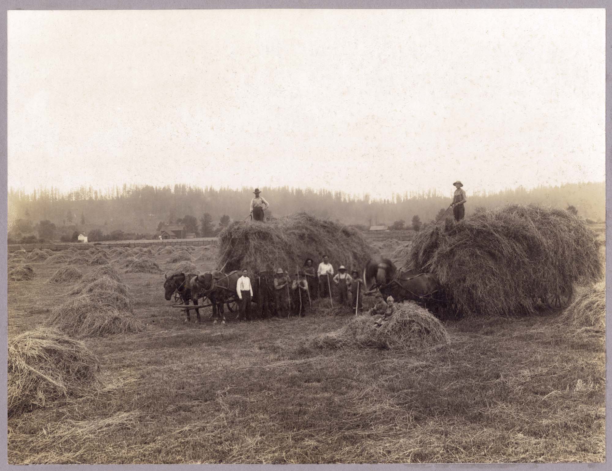 Image of Haying near Georgetown, Washington, circa 1914