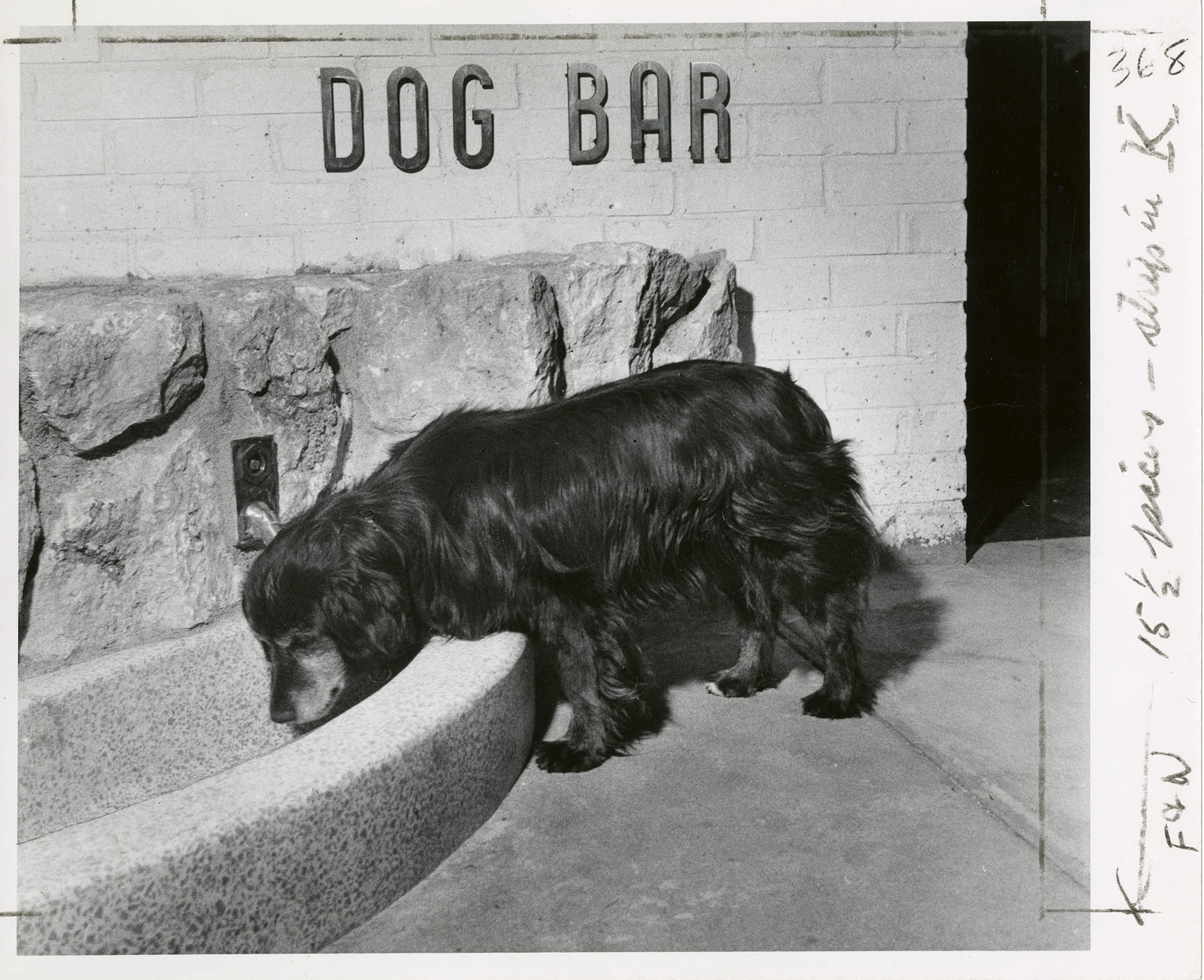 Image of Dog drinking at 