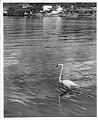Image of Fugitive flamingo wading in Lake Washington Ship Canal, Seattle, October 16, 1960