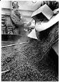 Image of Steve Hamilton roasting coffee beans at Seattle's Best Coffee, March 22, 1991