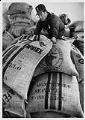 Image of Matthew Radford moving Seattle's Best Coffee bags at warehouse, Vashon Island, March 22, 1991