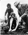 Image of Councilman John Miller planting squash at P-Patch garden, Seattle, May 1974