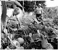 Image of Sylvia Jones and Harold McElhoe working at Pinehurst P-Patch garden, Seattle, September 7, 1986