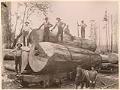 Image of Men with large logs on rail car, Edgecomb Lumber Company, Preston, Washington, circa 1890