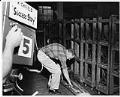 Image of Ben Peterson at work during KING-TV filming at the Currin-Greene Shoe Manufacturing Company, Seattle, 1959