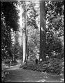 Image of Three people near trail at Woodland Park, Seattle, circa 1910
