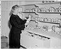 Image of Goodwill Auxiliary member sorting dolls, Seattle, November 2, 1958