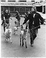 Image of Parade of goats at Pike Place Market, Seattle, June 6, 1971