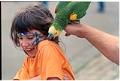 Image of Child and parrot at Folklife Festival, Seattle Center, May 29, 1993