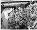Image of Fruit supplier tending to imported bananas, Seattle, July 24, 1950