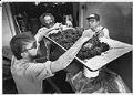 Image of Wine makers preparing grapes, Seattle, October 15, 1977