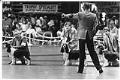 Image of Dogs competing in Seattle Kennel Club show, March 1, 1987
