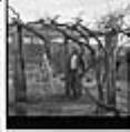 Image of John Irish standing by his grape trellis, Seattle, circa 1953