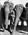 Image of Circus elephants posing with female performer, Seattle, September 11, 1949