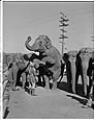 Image of Circus elephants posing with trainer, Seattle, September 11, 1949