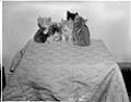 Image of Kittens sitting on table, Seattle, circa 1950