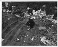Image of Man and dog at trash pile, Seattle, circa 1956