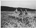 Image of Ibsen family water skiing on Lake Washington, Seattle, circa 1955