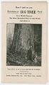 Image of Don't Fail to See Ravenna (or Big Tree Park), 1909