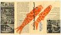 Image of Seattle's International Settlement brochure, circa 1960