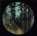 Image of Painting of a forest scene on concave surface, ca. 1909