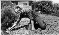 Image of Roberto Maestas working in garden at his home, Seattle, July 22, 1984