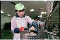 Image of Worker processing oysters at Taylor United plant in Shelton, WA, February 14, 1993