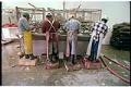 Image of Workers processing oysters at Taylor United plant in Shelton, WA, February 14, 1993