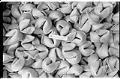 Image of Fortune cookies at Tsue Chong Co., Seattle, July 16, 1993