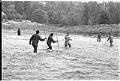 Image of Muckleshoot Tribe members practicing their fishing rights in Green River, Auburn, October 4, 1970