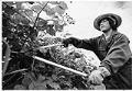 Image of Xow Yang at work in Discovery Park, Seattle, 1982