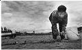 Image of Yao Unaf Saeturn farming near Woodinville, July 21, 1982