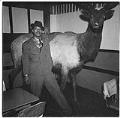 Image of Man standing with stuffed elk at Black Elks Club, Seattle, circa 1944