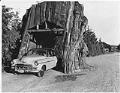 Image of Smith family car in drive-through tree stump, circa 1948