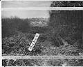 Image of View of sanitary landfill on 43rd. Ave. S. looking south, Seattle, December 1942