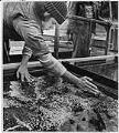 Image of David Stepetin spreading eggs over hatching boxes at Nisqually Tribal Hatchery, January 1980