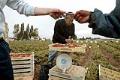 Image of Steve Sakuma weighing strawberries during harvest at Sakuma Brothers Farms, Burlington, WA, June 27, 2002