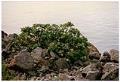 Image of Bush with flowers along Elliott Bay Trail, Seattle, circa 1990