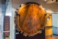 Image of Douglas fir cross section cut near Eatonville, Washington, and dated to about 800 years old