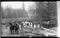 Image of Logging horses and oxen, circa 1915