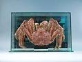 Image of King crab in case, ca. 1910-1920
