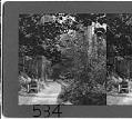 Image of Horse and buggy on rural road, Vashon Island, 1908