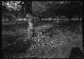 Image of Briscoe School student in pile of apples, Kent, circa 1925