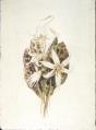 Image of Watercolor painting of a floral study with lilies and dogtooth violets by Emily Inez Denny, ca. 1870-1915