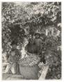 Image of Indigenous family working in a hop field in western Washington, circa 1900