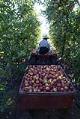 Image of Francisco Hernandez hauling apples at Brandt Orchards, Orondo, Washington, October 16, 2002