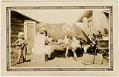 Image of Anna Hardow milking a cow at Morningside Dairy, Seattle, circa 1930