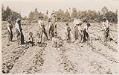Image of Boys hoeing garden, Tulalip Indian School, circa 1912
