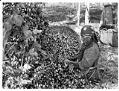 Image of Woman with hop basket, circa 1900