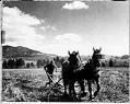 Image of Sod Busting, Mazama, Washington, 1973